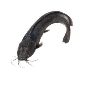 Singhara Fish