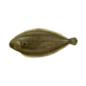 Sole Fish